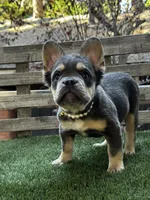 Dream AKC Fluffy, a female French Bulldog for sale in San Bernardino, CA – 5 of 5