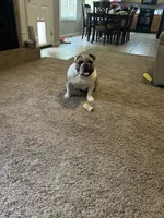 Quinn, a female English Bulldog for sale in Nixa, MO – 7 of 7