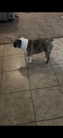 Quinn, a female English Bulldog for sale in Nixa, MO – 6 of 7