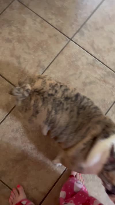 Quinn, a female English Bulldog for sale in Nixa, MO – 4 of 7