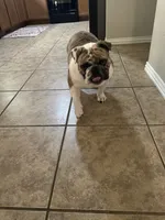 Quinn, a female English Bulldog for sale in Nixa, MO – 5 of 7