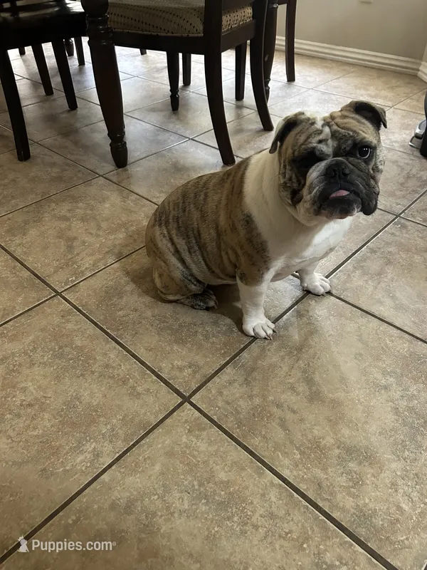 Quinn – English Bulldog puppy for sale in Nixa, MO