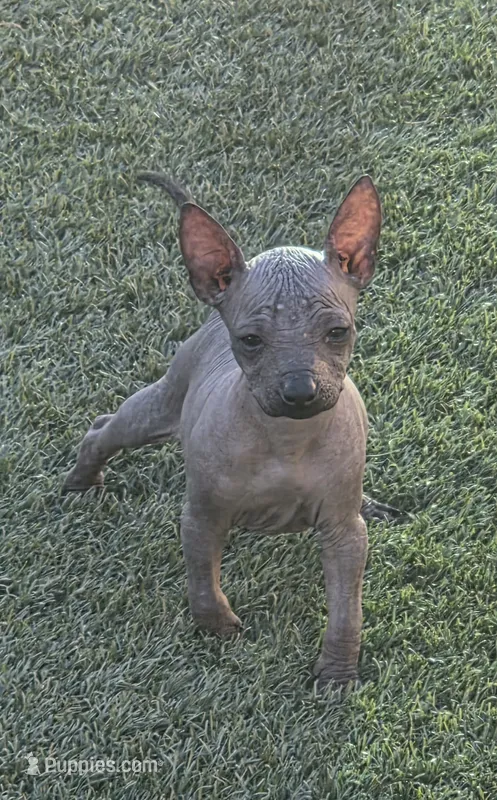 Male – Xoloitzcuintli puppy for sale in Waddell, AZ