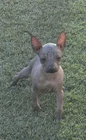 Male, a male Xoloitzcuintli for sale in Waddell, AZ – 1 of 4