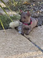 Female, a female Xoloitzcuintli for sale in Waddell, AZ – 1 of 3