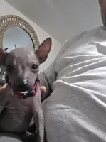 Female, a female Xoloitzcuintli for sale in Waddell, AZ – 2 of 3