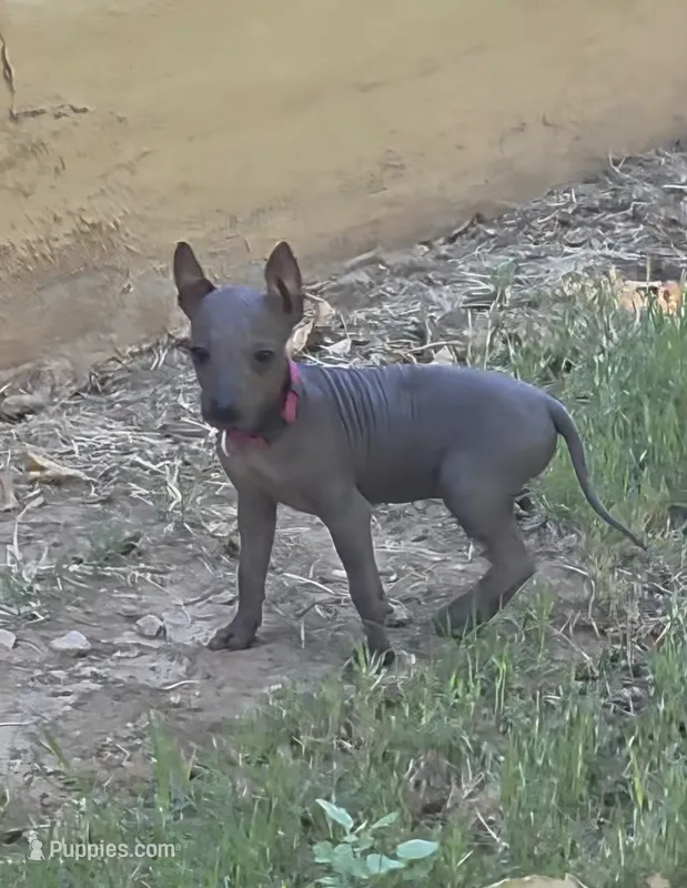 Female – Xoloitzcuintli puppy for sale in Waddell, AZ