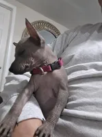 Female, a female Xoloitzcuintli for sale in Waddell, AZ – 3 of 3