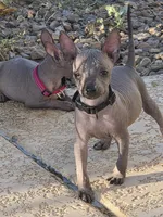 Male, a male Xoloitzcuintli for sale in Waddell, AZ – 3 of 4