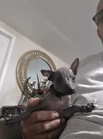 Male, a male Xoloitzcuintli for sale in Waddell, AZ – 2 of 4