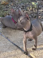 Male, a male Xoloitzcuintli for sale in Waddell, AZ – 4 of 4