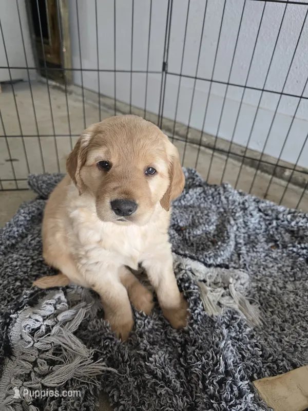 Golden Boy – Golden Retriever puppy for sale in Platteville, CO