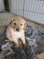 Golden Boy, a male Golden Retriever for sale in Platteville, CO – 1 of 1