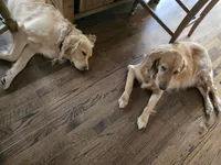 Princess, a female Golden Retriever for sale in Platteville, CO – 2 of 4