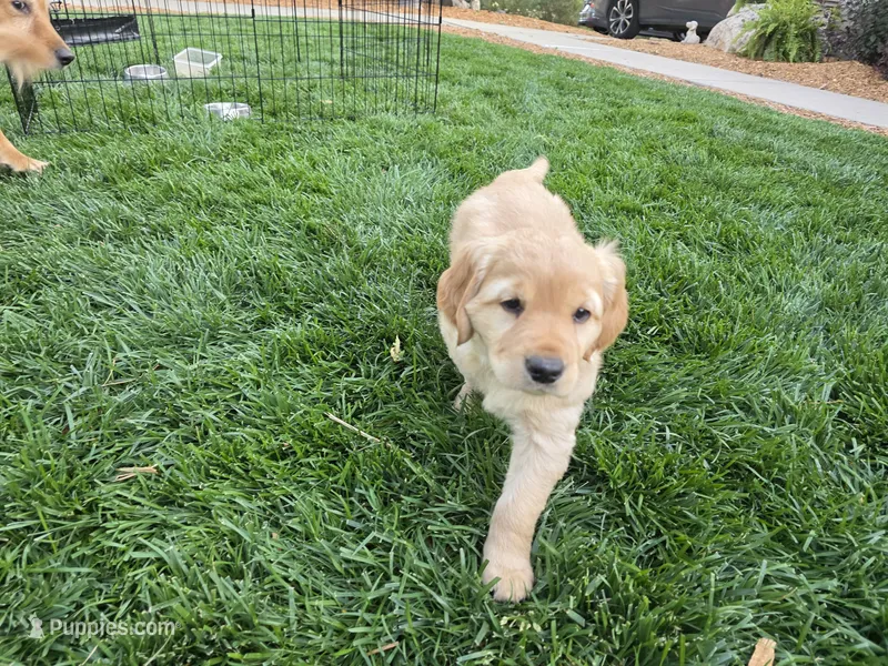 Golden Boy – Golden Retriever puppy for sale in Platteville, CO