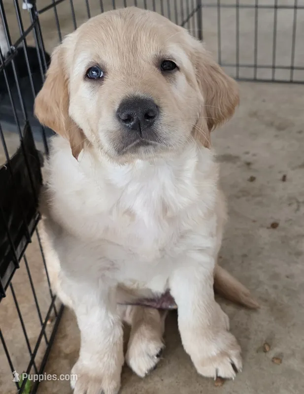 Big Jimmy Dean – Golden Retriever puppy for sale in Platteville, CO