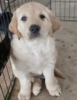 Big Jimmy Dean, a male Golden Retriever for sale in Platteville, CO – 1 of 1