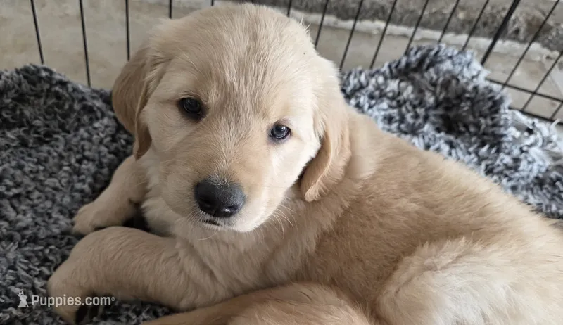 Little Jimmy – Golden Retriever puppy for sale in Platteville, CO