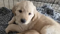 Little Jimmy, a male Golden Retriever for sale in Platteville, CO – 1 of 1