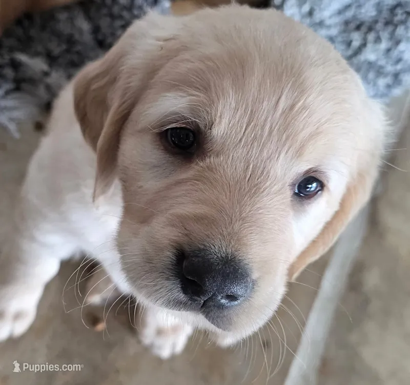 Princess – Golden Retriever puppy for sale in Platteville, CO
