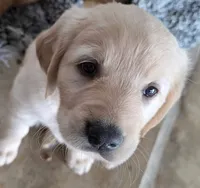 Princess, a female Golden Retriever for sale in Platteville, CO – 1 of 4