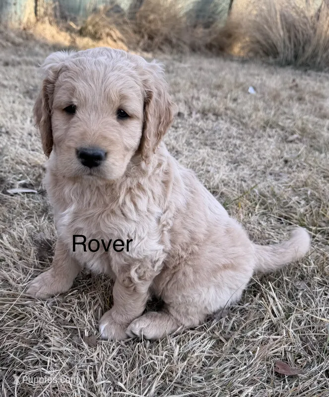 Rover
