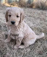 Rover, a male Goldendoodle for sale in Grand Junction, CO – Photo 1 of 5