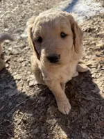 Rover, a male Goldendoodle for sale in Grand Junction, CO – Photo 4 of 5