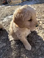 Rover, a male Goldendoodle for sale in Grand Junction, CO – Photo 5 of 5