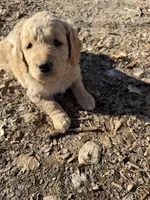 Rover, a male Goldendoodle for sale in Grand Junction, CO – Photo 3 of 5