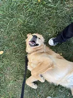 Penny, a female Golden Retriever for sale in Grand Junction, CO – Photo 4 of 4