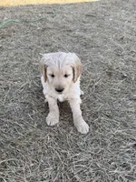 Precious, a female Goldendoodle for sale in Grand Junction, CO – Photo 9 of 9