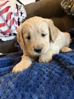 Precious, a female Goldendoodle for sale in Grand Junction, CO – Photo 3 of 9