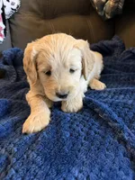 Precious, a female Goldendoodle for sale in Grand Junction, CO – Photo 4 of 9