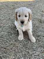 Precious, a female Goldendoodle for sale in Grand Junction, CO – Photo 8 of 9