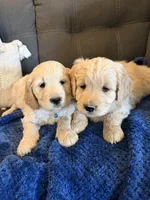 Precious, a female Goldendoodle for sale in Grand Junction, CO – Photo 7 of 9