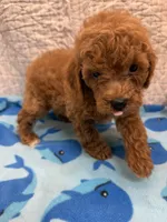 Dan, a male Poodle - Toy  for sale in Hopkinsville, KY – 2 of 2