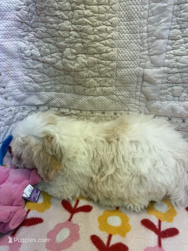 Sally – Yorkipoo puppy for sale in Hopkinsville, KY