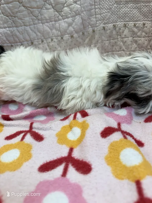 Judy – Maltipoo puppy for sale in Hopkinsville, KY