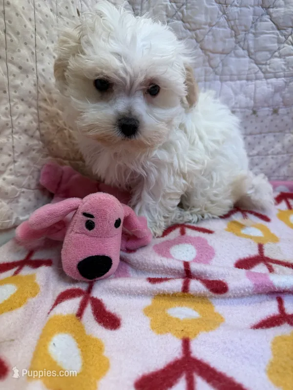 Ella – Maltipoo puppy for sale in Hopkinsville, KY