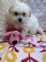 Ella, a female Maltipoo for sale in Hopkinsville, KY – 1 of 2