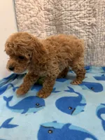 Cash, a male Poodle - Toy  for sale in Hopkinsville, KY – 2 of 2