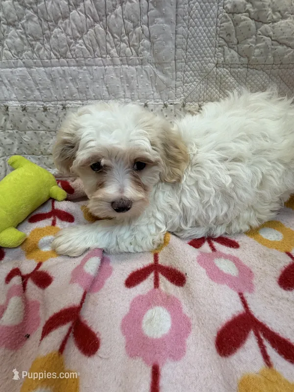 Martha – Maltipoo puppy for sale in Hopkinsville, KY