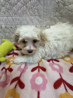 Martha, a female Maltipoo for sale in Hopkinsville, KY – 1 of 1