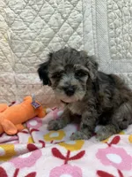 Nance, a female Maltipoo for sale in Hopkinsville, KY – Photo 1 of 2