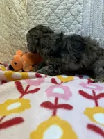 Nance, a female Maltipoo for sale in Hopkinsville, KY – Photo 2 of 2