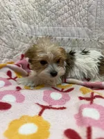Fancy, a female Yorkshire Terrier for sale in Hopkinsville, KY – 1 of 1