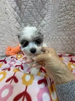 Judy, a female Maltipoo for sale in Hopkinsville, KY – 2 of 2