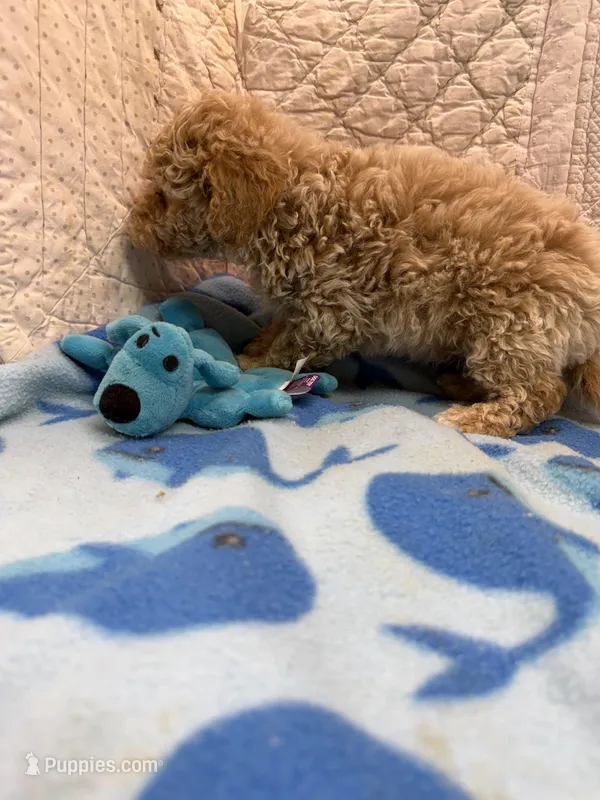 Joe – Maltipoo puppy on hold in Hopkinsville, KY