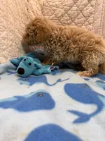 Joe, a male Maltipoo for sale in Hopkinsville, KY – Photo 1 of 2